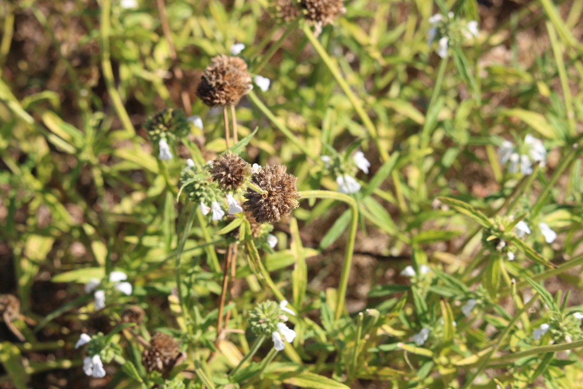 Leucas zeylanica var. zeylanica